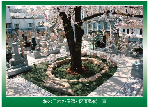桜の巨木の保護と区画整備工事